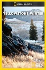 Watch National Geographic Yellowstone Winter Wootly