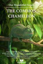 Watch Our Wonderful Nature - The Common Chameleon Wootly