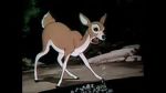 Watch Wacky Wildlife (Short 1940) Wootly