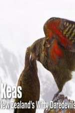 Watch Keas: New Zealand\'s Witty Daredevils Wootly