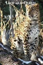 Watch National Geographic Leopard Queen Wootly