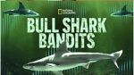 Watch Bull Shark Bandits Wootly