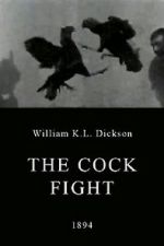 Watch The Cock Fight Wootly