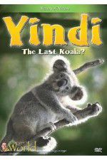 Watch Yindi the Last Koala Wootly