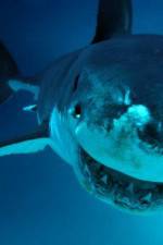 Watch National Geographic. Shark attacks investigated Wootly