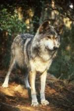 Watch National Geographic Wild - Inside the Wolf Pack Wootly