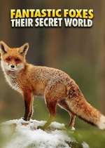 Watch Fantastic Foxes: Their Secret World Wootly