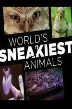 Watch World's Sneakiest Animals Wootly