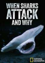 Watch When Sharks Attack... And Why Wootly