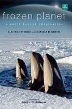 Watch Frozen Planet Wootly