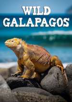 Watch Wild Galapagos Wootly