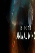 Watch Inside the Animal Mind Wootly