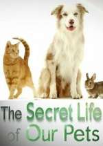 Watch The Secret Life of Our Pets Wootly