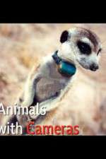 Watch Animals with Cameras Wootly