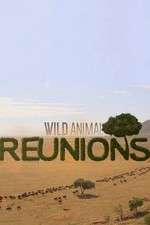 Watch Wild Animal Reunions Wootly