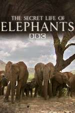 Watch The Secret Life of Elephants Wootly