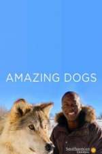 Watch Amazing Dogs Wootly