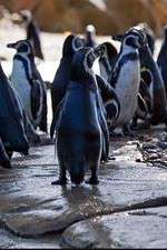 Watch Meet the Penguins Wootly