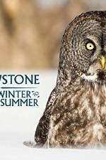 Watch Yellowstone Wildest Winter to Blazing Summer Wootly