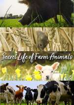 Watch Secret Life of Farm Animals Wootly