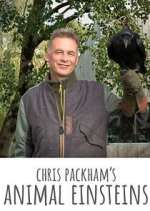 Watch Chris Packham's Animal Einsteins Wootly