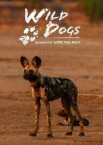 Watch Wild Dogs: Running with the Pack Wootly
