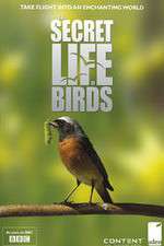 Watch Iolo's Secret Life of Birds Wootly