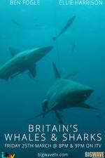 Watch Britain's Whales and Sharks Wootly