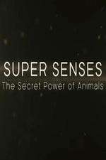 Watch Super Senses The Secret Power of Animals Wootly