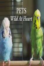 Watch Pets - Wild at Heart Wootly