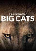 Watch The Secret Lives of Big Cats Wootly