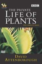 Watch The Private Life of Plants Wootly