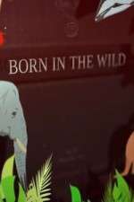 Watch Born In The Wild Wootly