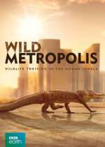 Watch Wild Metropolis Wootly