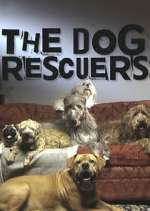 Watch The Dog Rescuers with Alan Davies Wootly