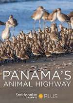 Watch Panama's Animal Highway Wootly
