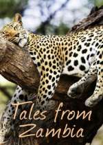 Watch Tales from Zambia Wootly