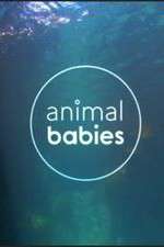 Watch Animal Babies Wootly