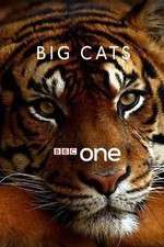 Watch Big Cats Wootly
