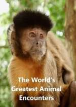 Watch World's Greatest Animal Encounters Wootly