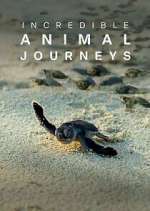 Watch Incredible Animal Journeys Wootly