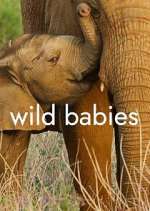 Watch Wild Babies Wootly
