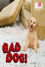 Watch Bad Dog! Wootly