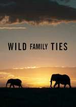 Watch Wild Family Ties Wootly