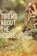 Watch Tigers About the House Wootly