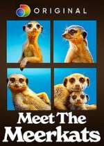 Watch Meet the Meerkats Wootly
