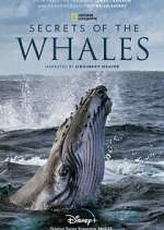 Watch Secrets of the Whales Wootly