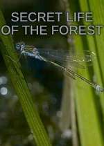 Watch Secret Life of the Forest Wootly