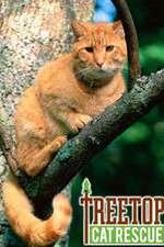 Watch Treetop Cat Rescue Wootly