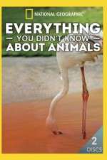 Watch Everything You Didnt Know About Animals Wootly